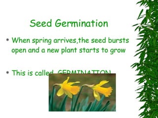 Seed Germination When spring arrives,the seed bursts open and a new plant starts to grow This is called  GERMINATION 