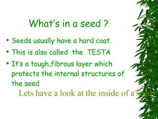 What’s in a seed ? Seeds usually have a hard coat.  This is also called  the  TESTA It’s a tough,fibrous layer which protects the internal structures of the seed Lets have a look at the inside of a seed 