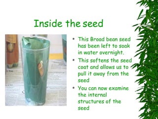 Inside the seed This Broad bean seed has been left to soak in water overnight. This softens the seed coat and allows us to pull it away from the seed You can now examine the internal structures of the seed 
