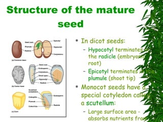 Structure of the mature seed In dicot seeds: Hypocotyl  terminates in the  radicle  (embryonic root) Epicotyl  terminates in the  plumule  (shoot tip) Monocot seeds have a special cotyledon called a  scutellum : Large surface area - absorbs nutrients from endosperm during germination Embryo enclosed in sheath: Coleoptile  protects the shoot Coleorhiza  protects the root 