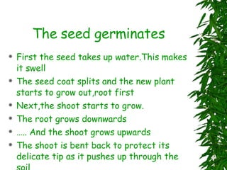 The seed germinates First the seed takes up water.This makes it swell The seed coat splits and the new plant starts to grow out,root first Next,the shoot starts to grow. The root grows downwards  … .. And the shoot grows upwards The shoot is bent back to protect its delicate tip as it pushes up through the soil 