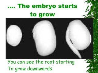…. The embryo starts to grow You can see the root starting  To grow downwards 