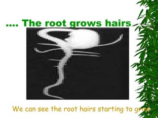 …. The root grows hairs We can see the root hairs starting to grow 