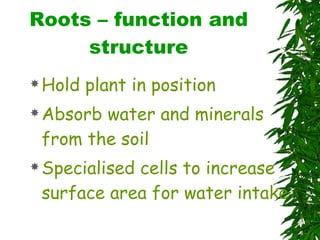 Roots – function and structure Hold plant in position Absorb water and minerals from the soil Specialised cells to increase surface area for water intake 