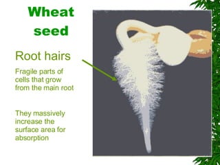 Wheat seed Root hairs   Fragile parts of cells that grow from the main root They massively increase the surface area for absorption  