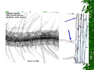 Root hair cells  (x150) 