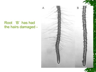 Root  ‘B’  has had the hairs damaged -  