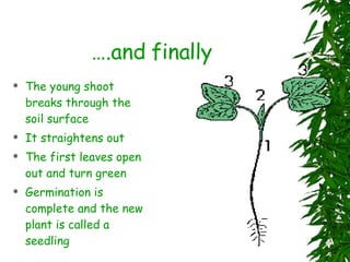 … .and finally The young shoot breaks through the soil surface It straightens out The first leaves open out and turn green Germination is complete and the new plant is called a seedling 