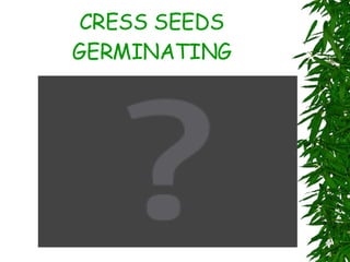 CRESS SEEDS GERMINATING 