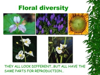 Floral diversity THEY ALL LOOK DIFFERENT…BUT ALL HAVE THE SAME PARTS FOR REPRODUCTION… 
