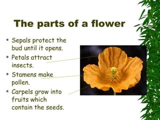 The parts of a flower Sepals protect the bud until it opens. Petals attract insects. Stamens make pollen. Carpels grow into fruits which contain the seeds. 