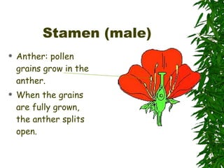 Stamen (male) Anther: pollen grains grow in the anther. When the grains are fully grown, the anther splits open. 