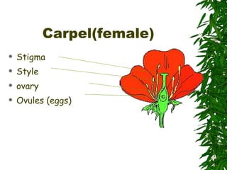 Carpel(female) Stigma Style ovary Ovules (eggs) 