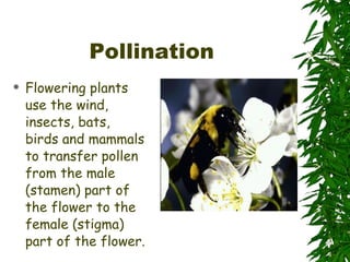 Pollination Flowering plants use the wind, insects, bats, birds and mammals to transfer pollen from the male (stamen) part of the flower to the female (stigma) part of the flower. 