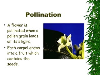 Pollination A flower is pollinated when a pollen grain lands on its stigma. Each carpel grows into a fruit which contains the seeds. 