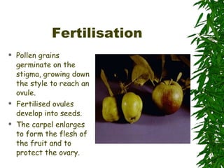 Fertilisation Pollen grains germinate on the stigma, growing down the style to reach an ovule. Fertilised ovules develop into seeds. The carpel enlarges to form the flesh of the fruit and to protect the ovary. 
