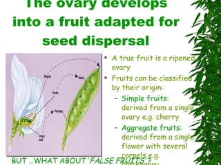 The ovary develops into a fruit adapted for seed dispersal A true fruit is a ripened ovary Fruits can be classified by their origin: Simple fruits : derived from a single ovary e.g. cherry Aggregate fruits : derived from a single flower with several carpels e.g. blackberry BUT …WHAT ABOUT ‘ FALSE FRUITS’  ? 