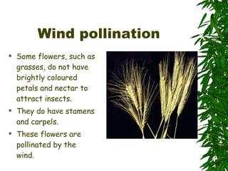 Wind pollination Some flowers, such as grasses, do not have brightly coloured petals and nectar to attract insects. They do have stamens and carpels. These flowers are pollinated by the wind. 