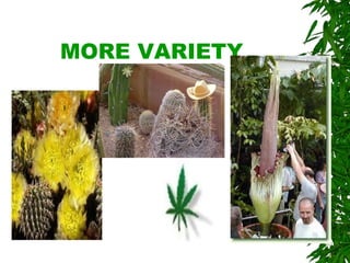MORE VARIETY 