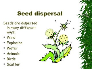 Seed dispersal Seeds are dispersed in many different ways: Wind Explosion Water Animals Birds Scatter 