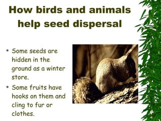 How birds and animals help seed dispersal Some seeds are hidden in the ground as a winter store. Some fruits have hooks on them and cling to fur or clothes. 