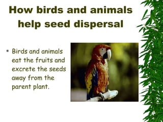 How birds and animals help seed dispersal Birds and animals eat the fruits and excrete the seeds away from the parent plant. 