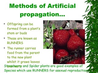 Methods of Artificial propagation… Offspring can be formed from a plant’s stem or buds These are known as RUNNERS The runner carries food from the parent to the new plant whilst it grows leaves and roots Strawberry and Spider plants are good examples of Species which use RUNNERS for asexual reproduction 