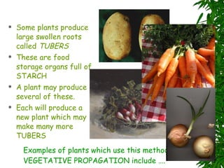 Some plants produce large swollen roots called  TUBERS These are food storage organs full of STARCH A plant may produce several of these. Each will produce a new plant which may make many more TUBERS Examples of plants which use this method of VEGETATIVE PROPAGATION include …. 