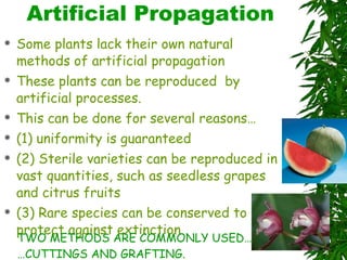 Artificial Propagation Some plants lack their own natural methods of artificial propagation These plants can be reproduced  by artificial processes. This can be done for several reasons…  (1) uniformity is guaranteed (2) Sterile varieties can be reproduced in vast quantities, such as seedless grapes and citrus fruits (3) Rare species can be conserved to protect against extinction TWO METHODS ARE COMMONLY USED… … CUTTINGS AND GRAFTING. 
