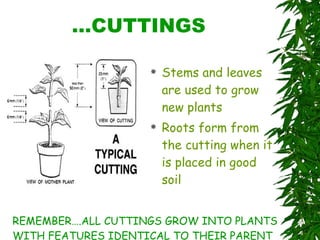 …CUTTINGS Stems and leaves are used to grow new plants Roots form from the cutting when it is placed in good soil REMEMBER….ALL CUTTINGS GROW INTO PLANTS WITH FEATURES IDENTICAL TO THEIR PARENT 