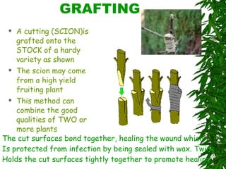 GRAFTING A cutting (SCION)is grafted onto the STOCK of a hardy variety as shown The scion may come from a high yield fruiting plant This method can combine the good qualities of TWO or more plants  The cut surfaces bond together, healing the wound which Is protected from infection by being sealed with wax. Twine Holds the cut surfaces tightly together to promote healing 