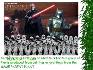 Are these plants  clones  YES…THEY ARE A CLONE is a group of organisms which have exactly the same genetic info and have been produced from a common ancestor by ASEXUAL REPRODUCTION So the term CLONE can be used to refer to a group of  Plants produced from cuttings or graftings from the  SAME PARENT PLANT 