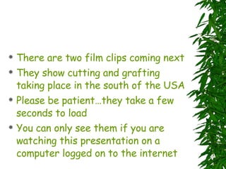There are two film clips coming next They show cutting and grafting taking place in the south of the USA Please be patient…they take a few seconds to load You can only see them if you are watching this presentation on a computer logged on to the internet 