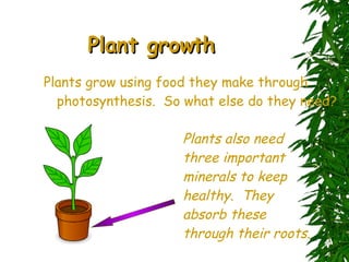 Plant growth Plants grow using food they make through photosynthesis.  So what else do they need? Plants also need three important minerals to keep healthy.  They absorb these through their roots. 
