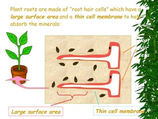 Root hair cells Plant roots are made of “root hair cells” which have a  large surface area  and a  thin cell membrane  to help absorb the minerals: Thin cell membrane Large surface area 