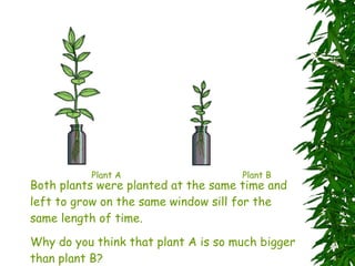Plant A Plant B Both plants were planted at the same time and left to grow on the same window sill for the same length of time.  Why do you think that plant A is so much bigger than plant B? 