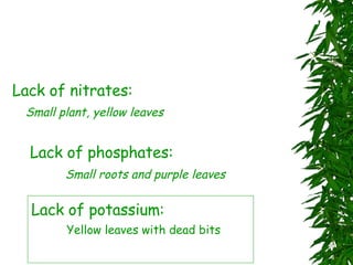 Lack of the three minerals would lead to a “Deficiency Symptom”: Lack of nitrates: Small plant, yellow leaves Lack of phosphates: Small roots and purple leaves Lack of potassium: Yellow leaves with dead bits 