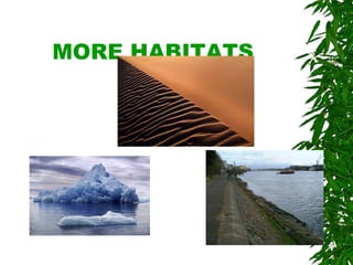 MORE HABITATS 