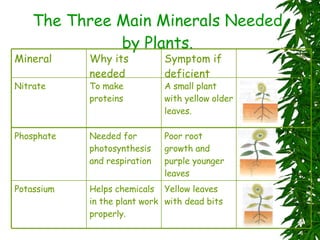 The Three Main Minerals Needed by Plants. A small plant with yellow older leaves. To make proteins Nitrate Symptom if deficient Why its needed Mineral Yellow leaves with dead bits Helps chemicals in the plant work properly. Potassium Poor root growth and purple younger leaves Needed for photosynthesis and respiration Phosphate 