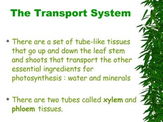 The Transport System There are a set of tube-like tissues that go up and down the leaf stem and shoots that transport the other essential ingredients for photosynthesis : water and minerals There are two tubes called  xylem  and  phloem  tissues.  