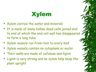 Xylem Xylem carries the water and minerals It is made of many hollow dead cells joined end to end of which the end cell wall has disappeared to form a long tube  Xylem vessels run from root to every leaf Xylem vessels contain no cytoplasm or nuclei Their walls are made of cellulose and lignin Lignin is very strong and so xylem help keep the plant upright 