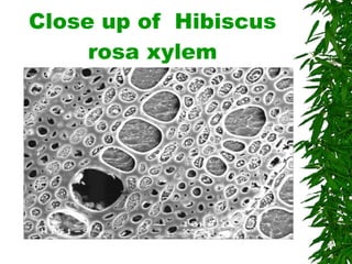 Close up of  Hibiscus rosa xylem 