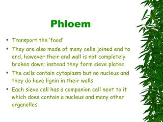 Phloem Transport the ‘food’ They are also made of many cells joined end to end, however their end wall is not completely broken down; instead they form sieve plates The cells contain cytoplasm but no nucleus and they do have lignin in their walls Each sieve cell has a companion cell next to it which does contain a nucleus and many other organelles 