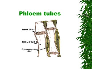 Phloem tubes 