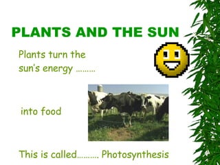 PLANTS AND THE SUN Plants turn the sun’s energy ……… into food This is called………. Photosynthesis 