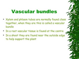 Vascular bundles Xylem and phloem tubes are normally found close together, when they are this is called a vascular bundle In a root vascular tissue is found at the centre In a shoot they are found near the outside edge to help support the plant 
