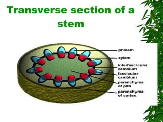 Transverse section of a stem 