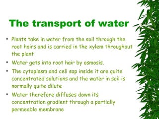 The transport of water Plants take in water from the soil through the root hairs and is carried in the xylem throughout the plant Water gets into root hair by osmosis. The cytoplasm and cell sap inside it are quite concentrated solutions and the water in soil is normally quite dilute Water therefore diffuses down its concentration gradient through a partially permeable membrane 