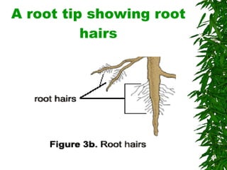 A root tip showing root hairs 