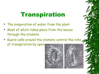 Transpiration The evaporation of water from the plant Most of which takes place from the leaves through the stomata Guard cells around the stomata control the rate of transpiration by opening and closing 